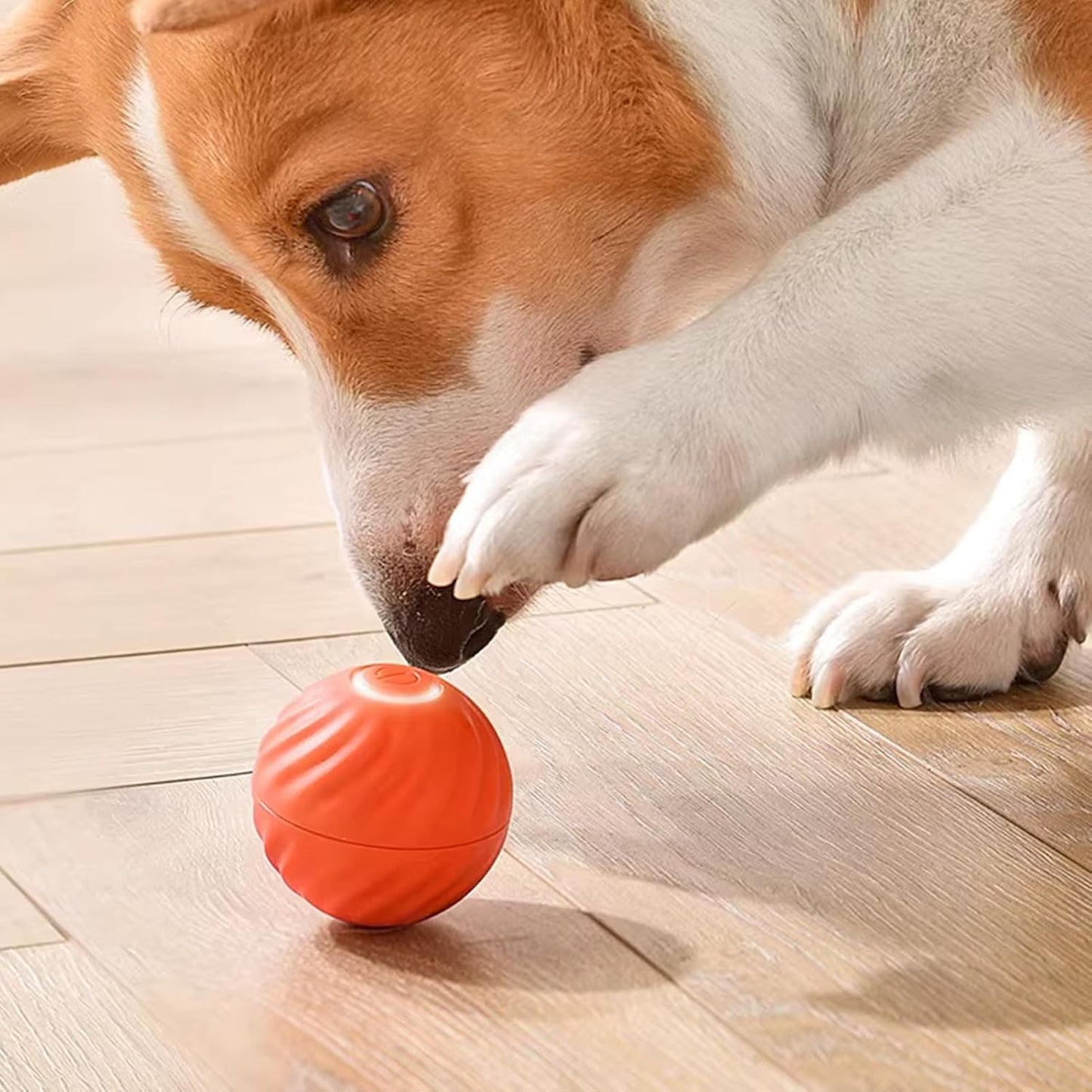Interactive Rolling Ball for Dogs